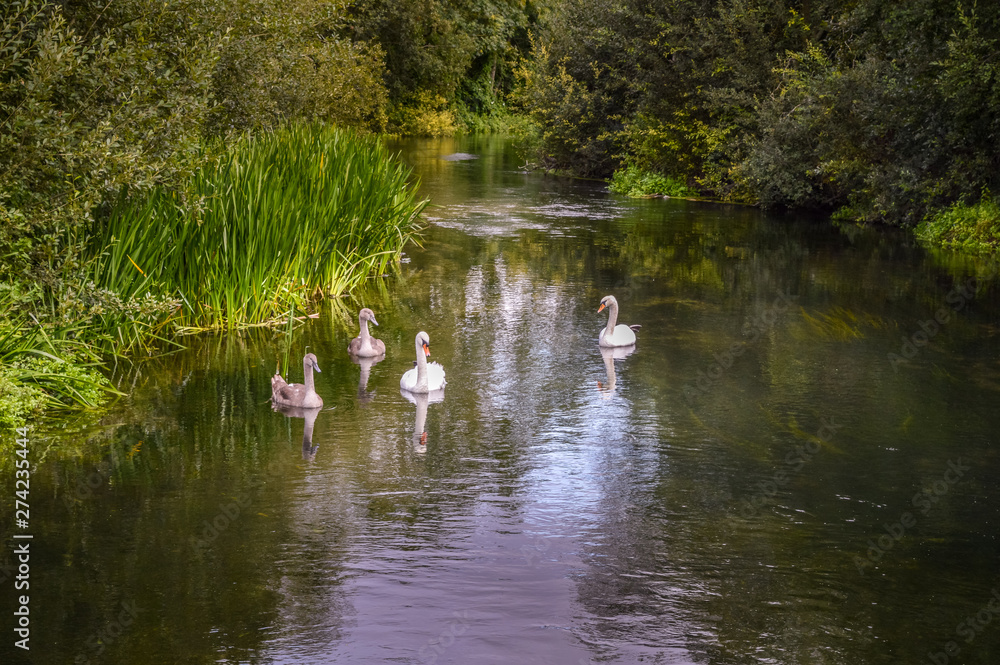 A Family Of Swans On The River A Family Of Swans On The River