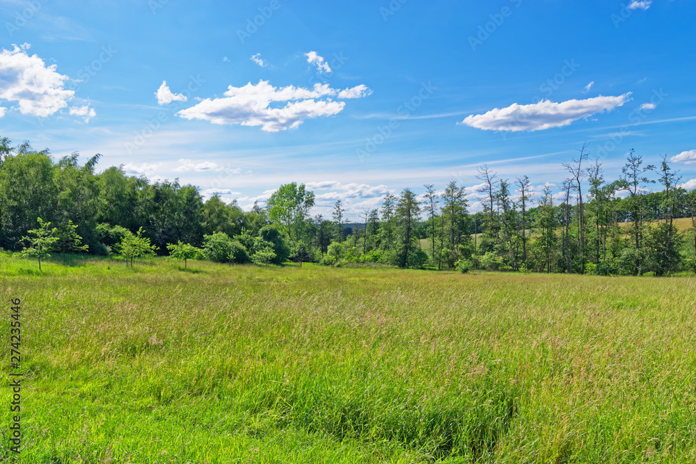 Beautiful meadow against blue sky in Luneburg Heath