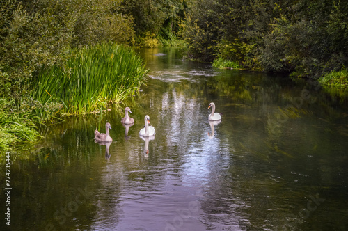 A Family Of Swans On The River