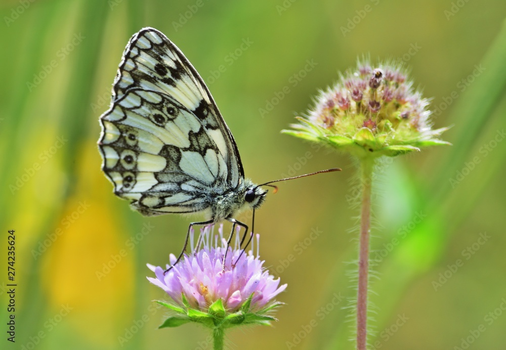 Schachbrett (Melanargia galathea), Schmetterling des Jahres 2019 Schachbrett (Melanargia galathea), Schmetterling des Jahres 2019