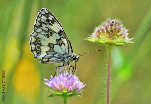 Schachbrett (Melanargia galathea), Schmetterling des Jahres 2019 © bwagner