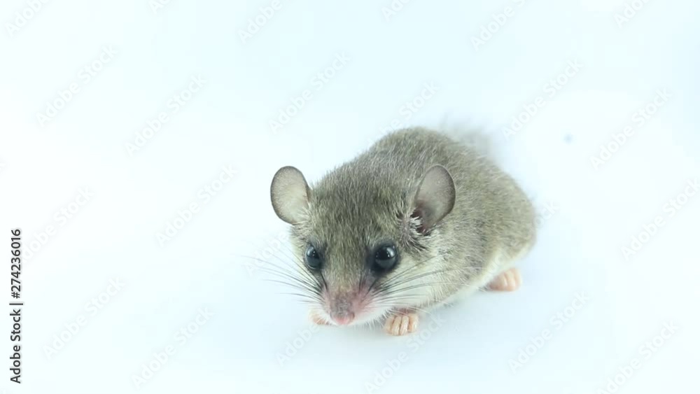 African Pygmy Dormouse feeling sleepy on white background African Pygmy Dormouse feeling sleepy on white background
