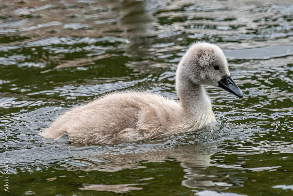 Beautiful Mute Swan Cygnetand chicks (Cygnus olor) in nature Beautiful Mute Swan Cygnetand chicks (Cygnus olor) in nature