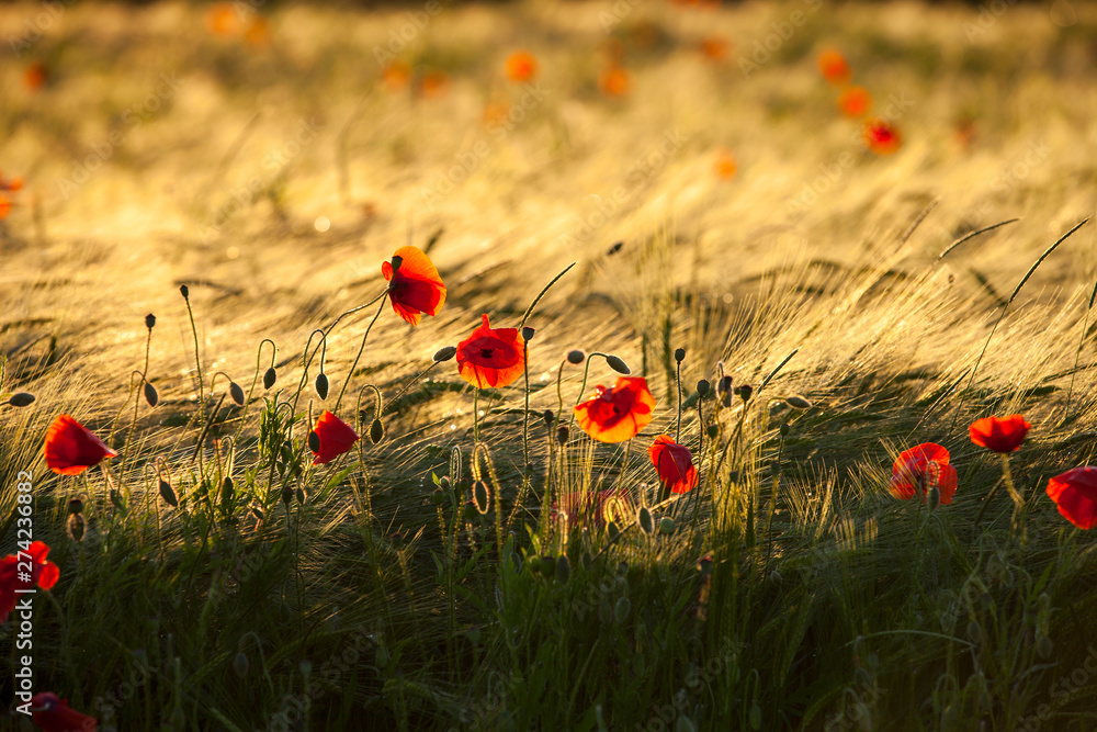Fototapeta premium Kornfeld_in_der_Abendsonne_0838