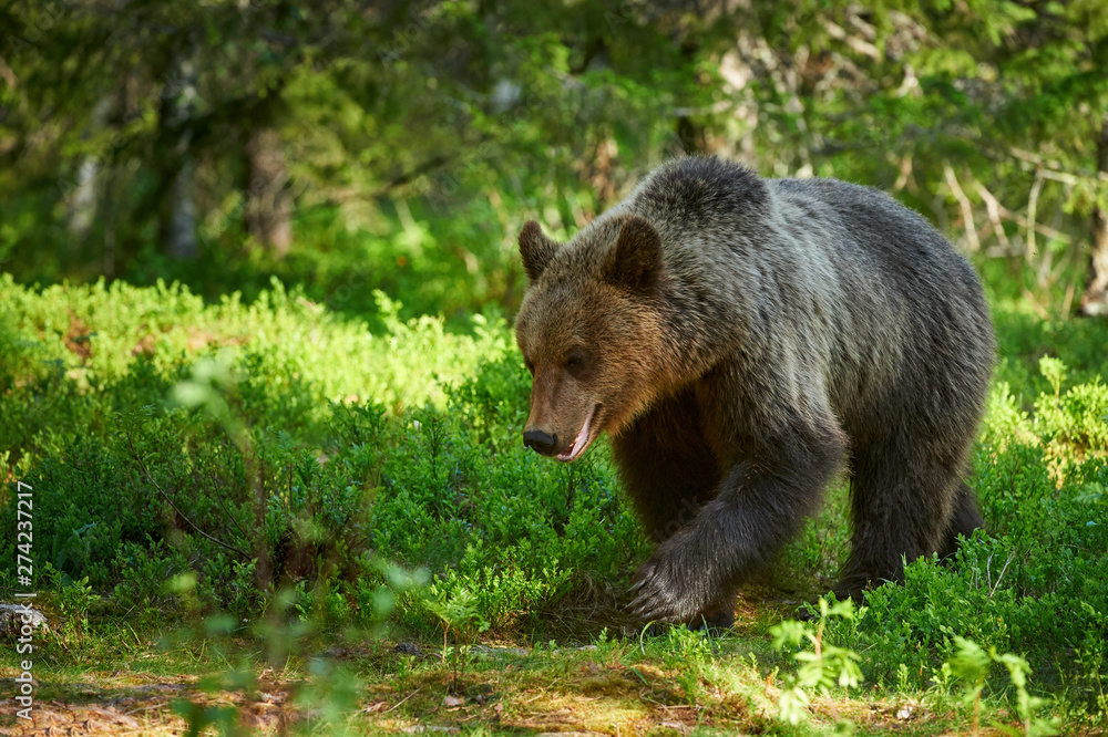 Male brown bear (Ursus arctos) in the forest