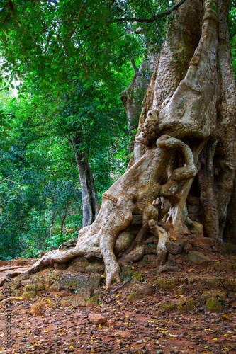 Tree with gaint roots