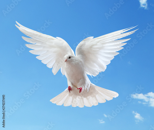 Dove in the air with wings wide open