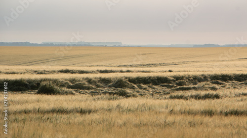 Wheat harvest destroyed by a thunderstorm. Morning summer landscape
