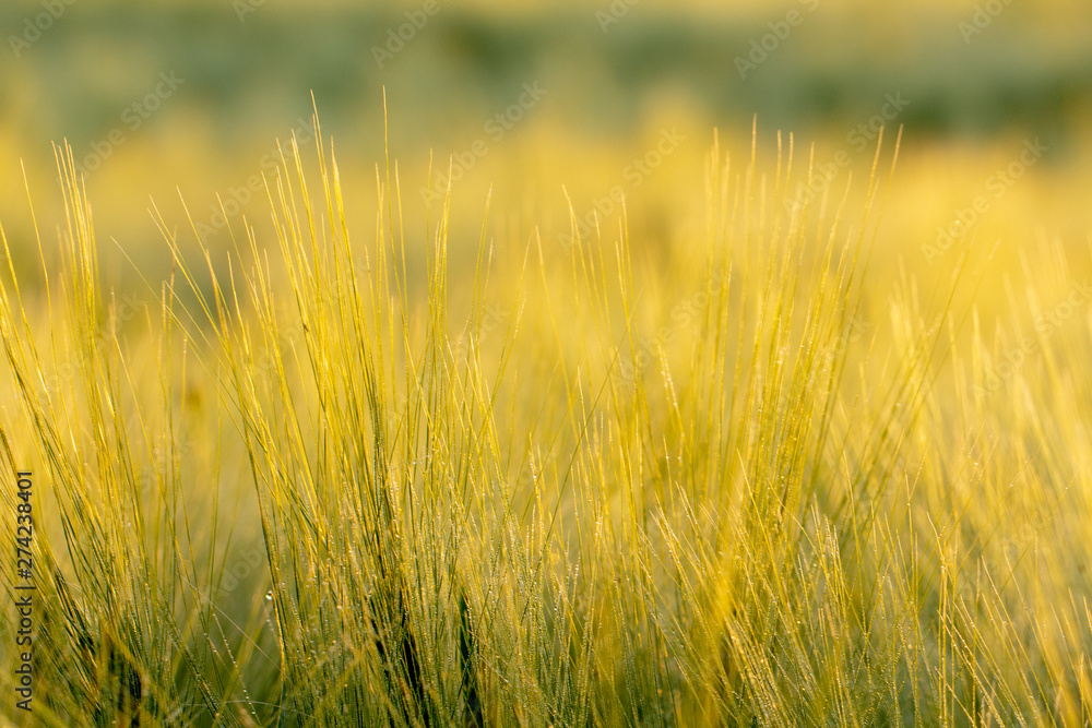 Spikes of wheat of golden color, texture. Spikes of wheat of golden color, texture.
