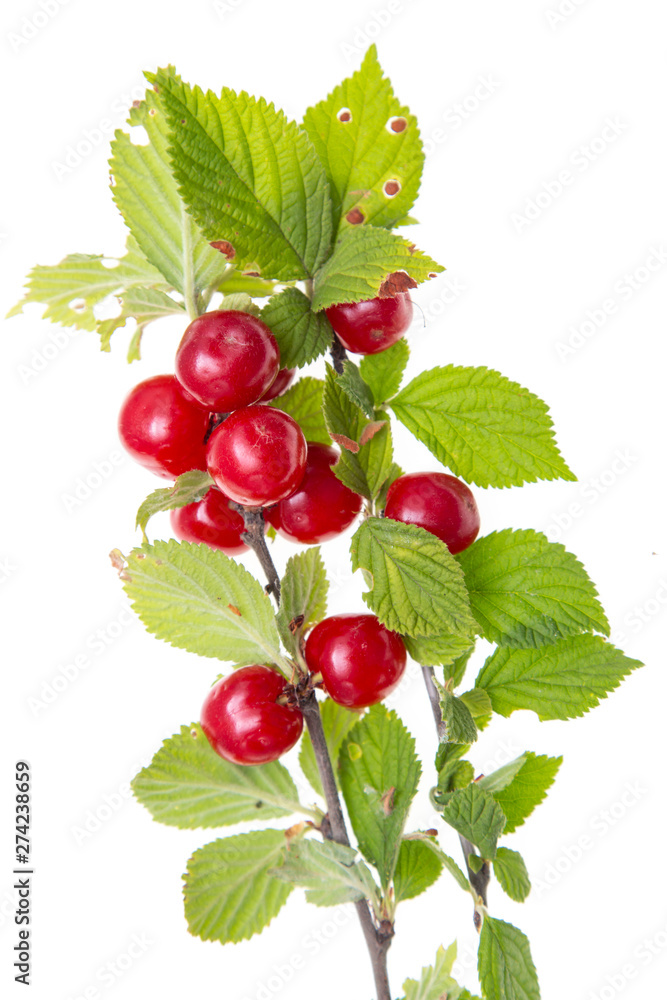 velvet cherry on a branch velvet cherry on a branch