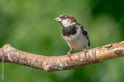 Male House Sparrow