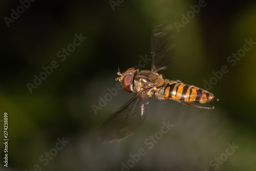 Hoverfly in mid air