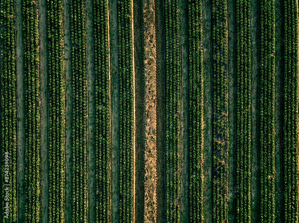 Aerial view of cabbage rows field in agricultural landscape