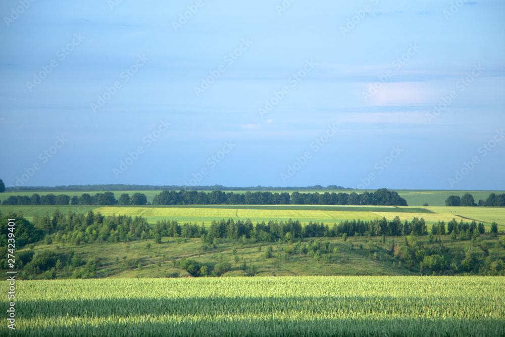 Beautiful countryside with green wheat fields landscape