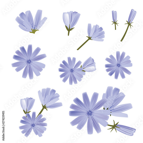 Chicory vector, a collection of various flowers. Hand-drawn vector illustration. Isolated design elements