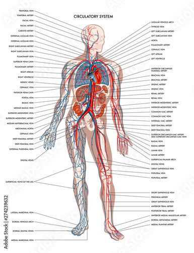 Labelled Diagram Showing The Details Of The Human Body Circulatory System Stock Illustration Adobe Stock