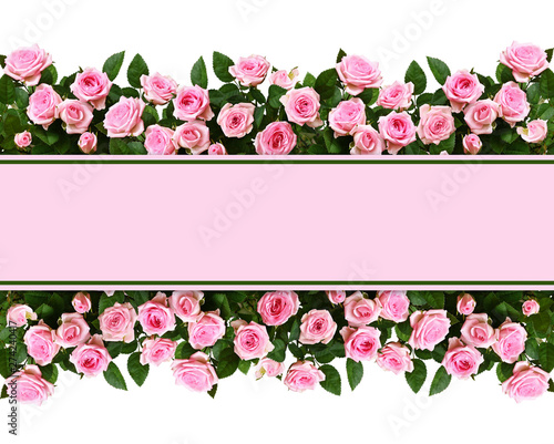 Pink rose flowers in a bord...