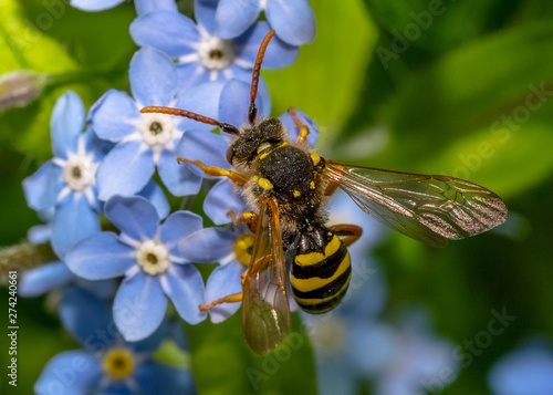 Wasp on Wood Forget-me-not photo