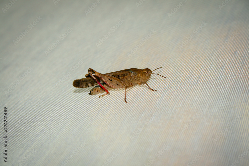 Grasshopper resting on rugged cloth, macro photography Grasshopper resting on rugged cloth, macro photography