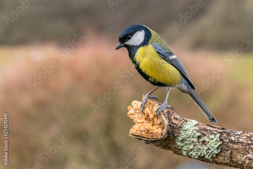 Great tit looking down from branch