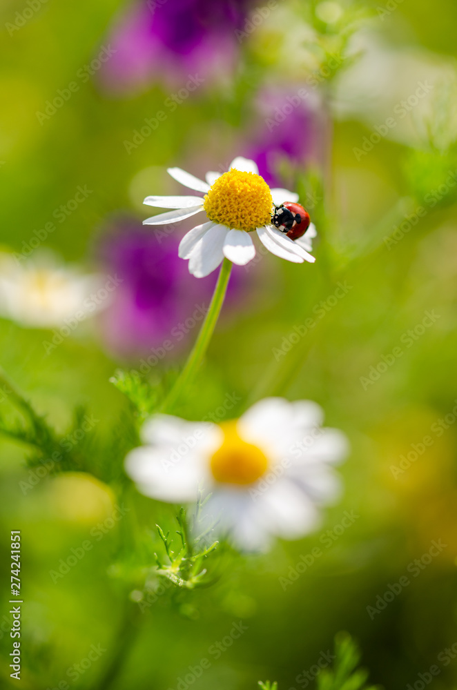 The ladybird sits on a camomile flower