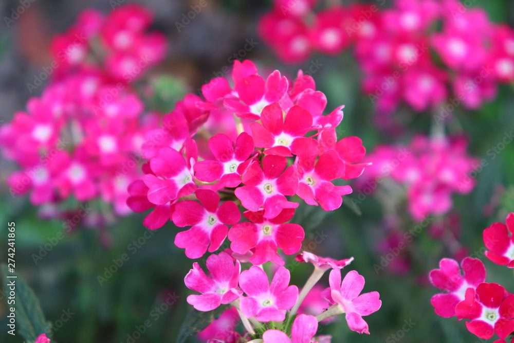 Red Flower Red Flower
