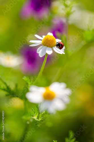 The ladybird sits on a camomile flower