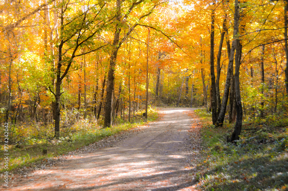 Sunlit Golden Fall colored trees lining dirt road  