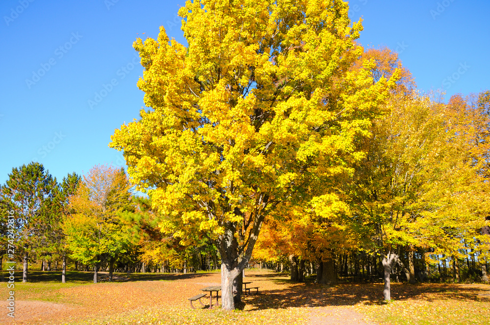 Fall Color Trees in Park 