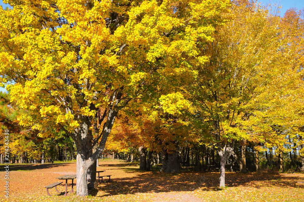 Naklejka premium autumn trees in the park