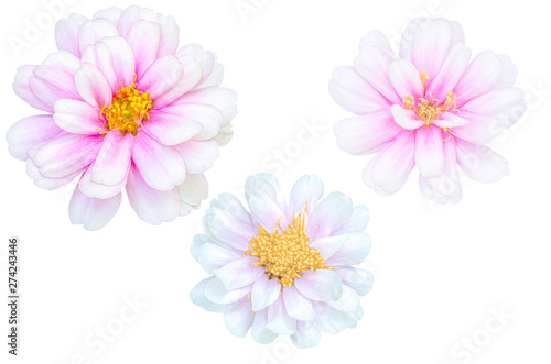 blurred for background.Beautiful pink chrysanthemum isolated on the white background. Photo with clipping path © Kunchit