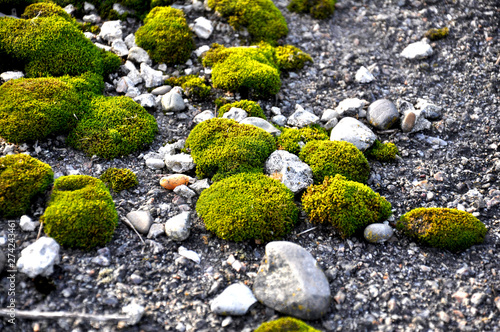 green moss grown on the ground between the stones. Summer