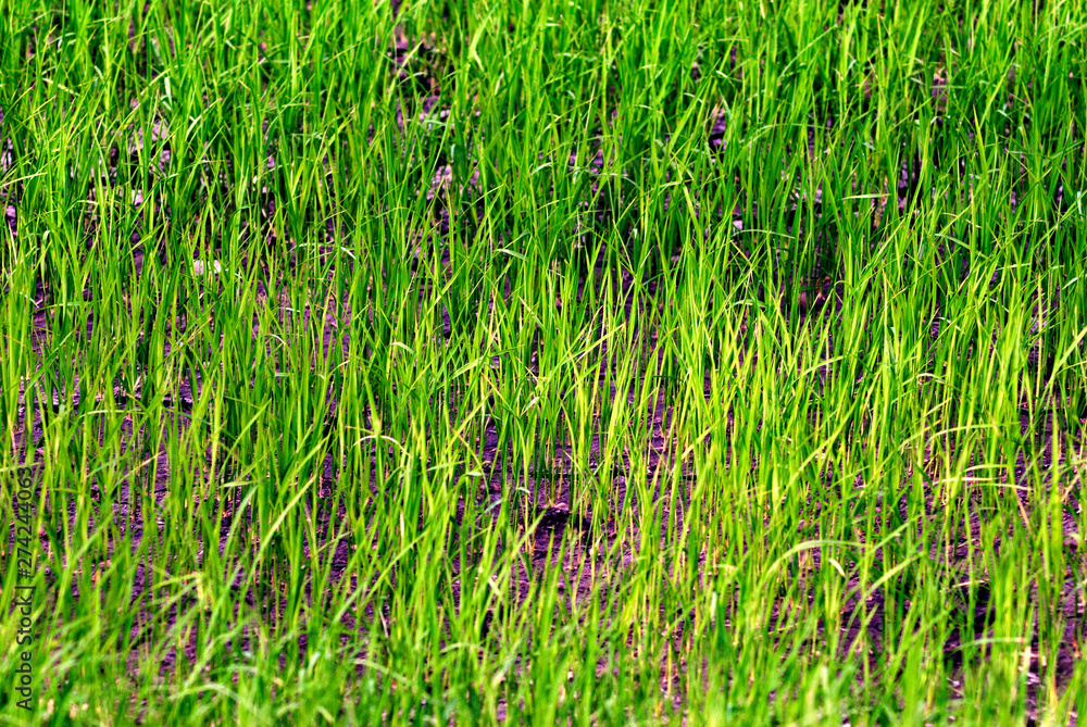 Fields and rice plants Fields and rice plants