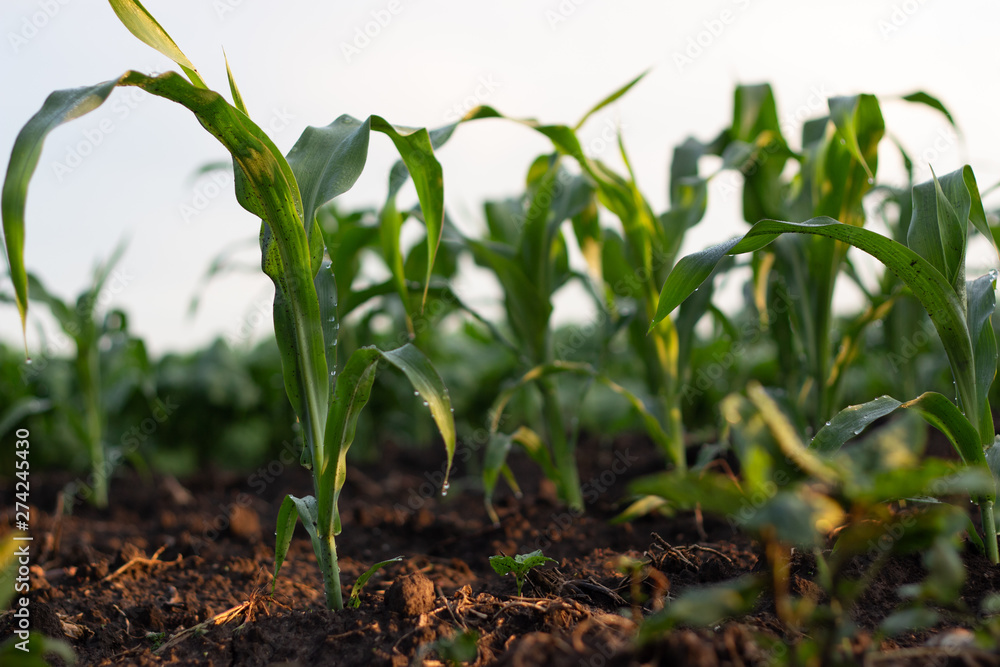 Young shoots of corn, close-up, selective focus Young shoots of corn, close-up, selective focus