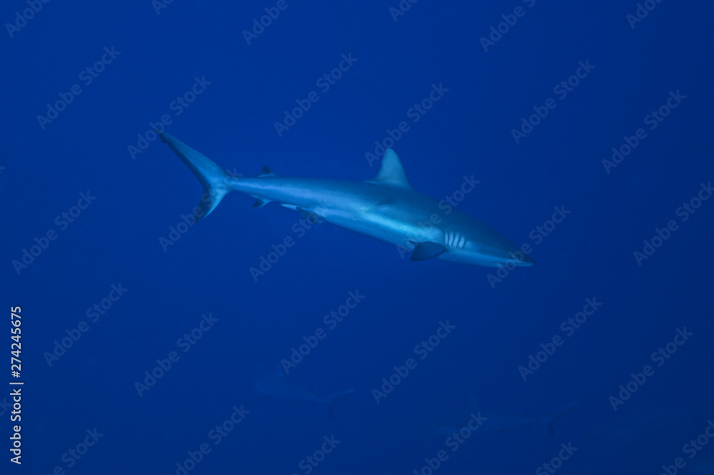 Grey reef shark (Carcharhinus amblyrhynchos), Rangiroa atoll, French Polynesia.