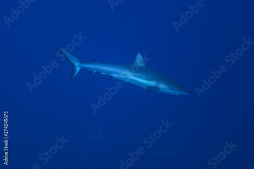 Grey reef shark (Carcharhinus amblyrhynchos), Rangiroa atoll, French Polynesia.