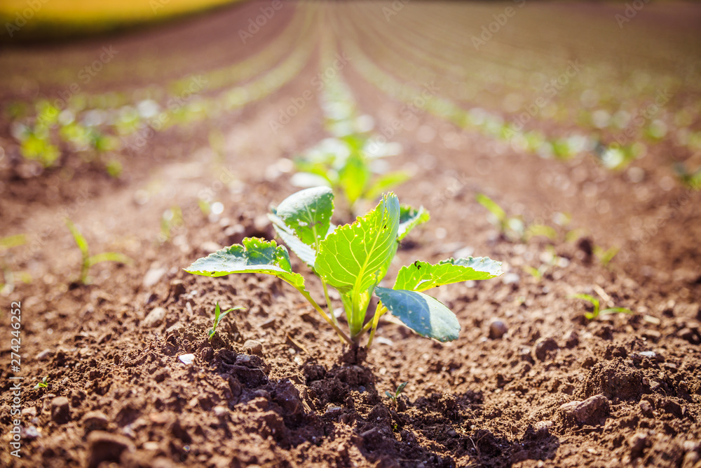 Fresh green plants on an agriculture field - obrazy, fototapety, plakaty 