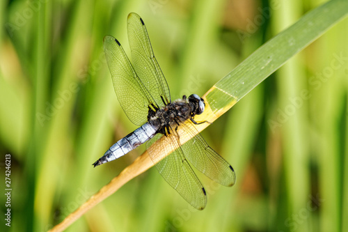 Libelle © helmut Schmidt