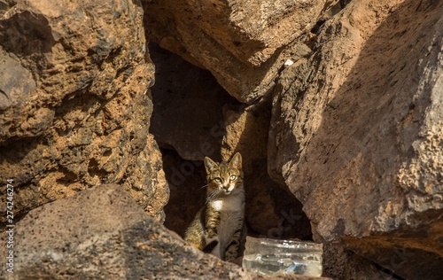 Katze im Felsen