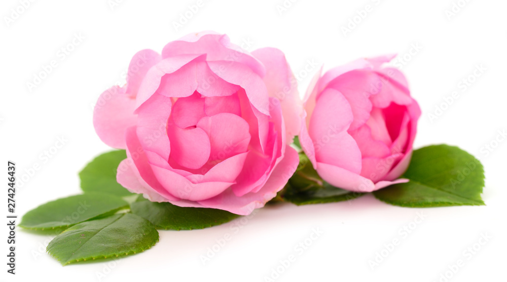 Pink rose flower. Pink rose flower.