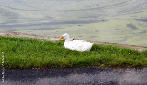 A white duck in the green grass near the water.