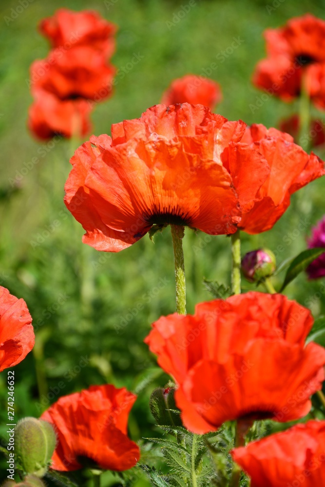 Naklejka premium red poppies closeup background card,