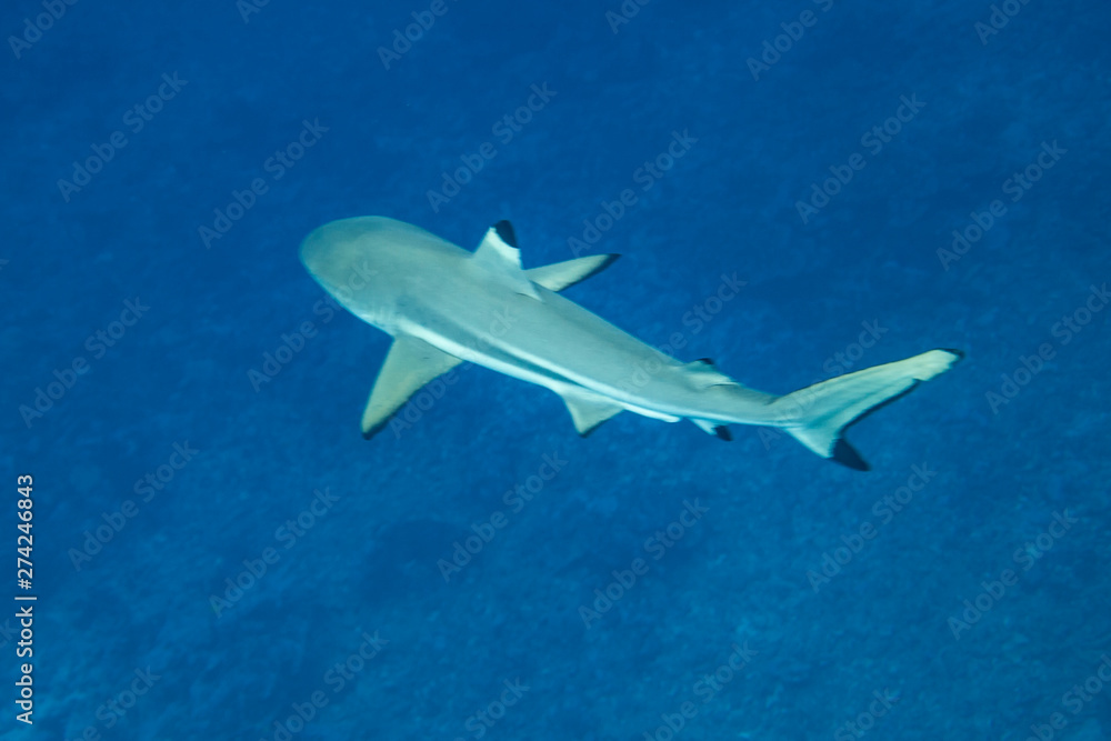 Fototapeta premium Silvertip shark (carcharhinus albimarginatus) of Rangiroa atoll, French Polynesia.