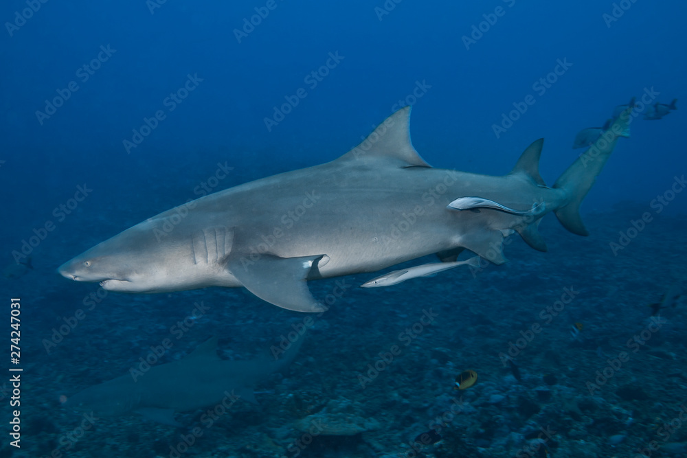 Lemon Shark (Negaprion brevirostris) of Moorea island.
