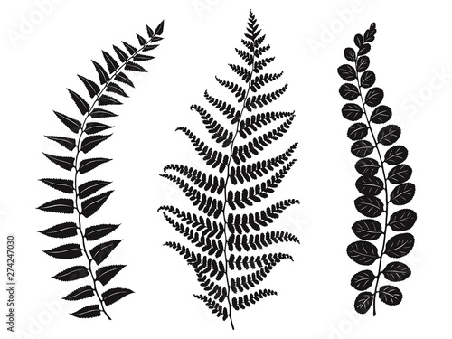 Set of beautiful leaves silhouettes, hand drawn vector illustration. Template for your design.