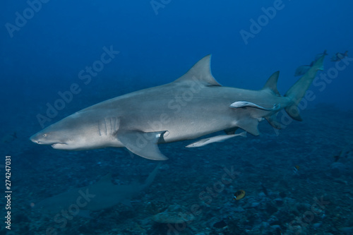 Lemon Shark (Negaprion brevirostris) of Moorea island.