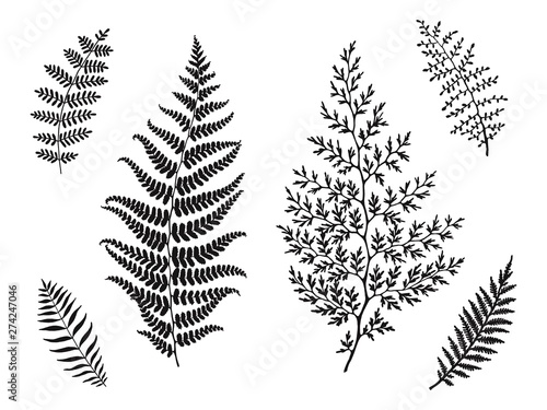 Set of beautiful leaves silhouettes, hand drawn vector illustration. Template for your design.