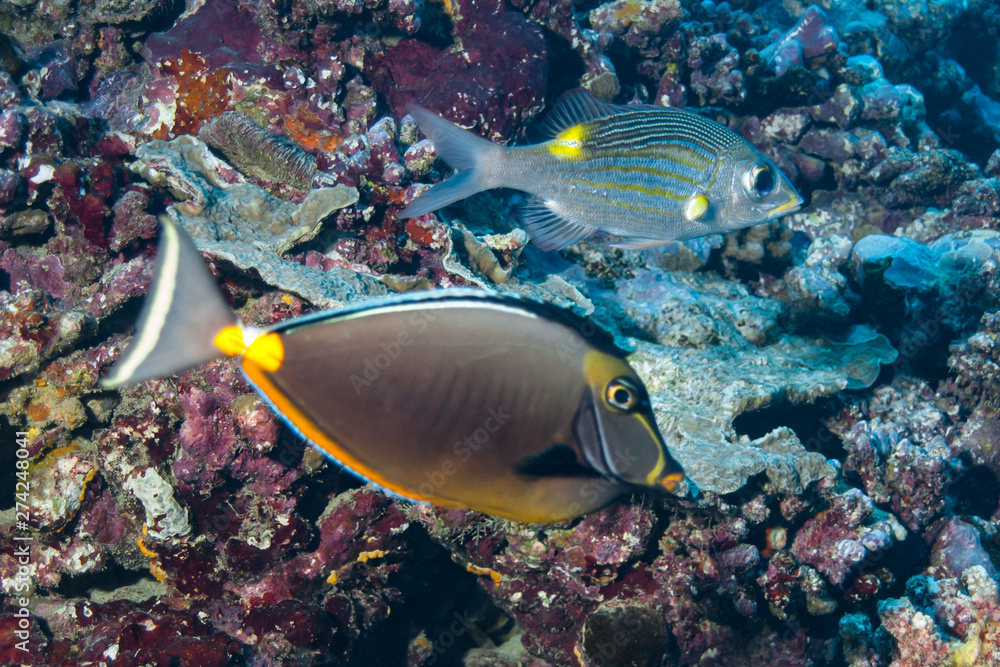Naklejka premium Moray eel (Gymnothorax javanicus) of Rangiroa atoll, French Polynesia.
