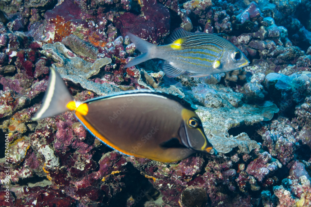 Moray eel (Gymnothorax javanicus) of Rangiroa atoll, French Polynesia.