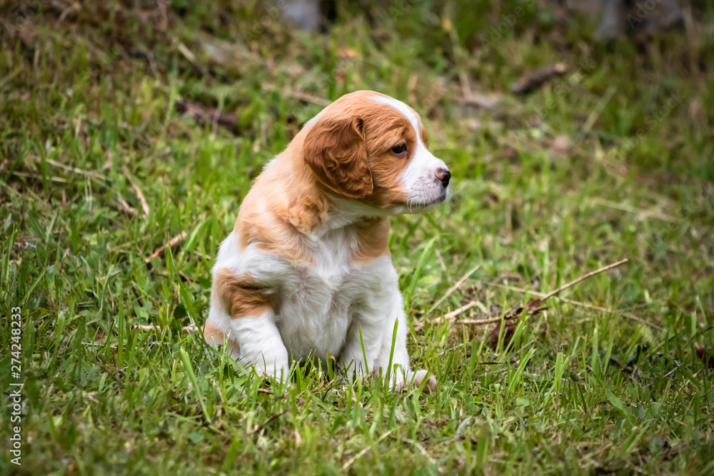 cute and curious brown and white brittany spaniel baby dog, puppy portrait isolated exploring cute and curious brown and white brittany spaniel baby dog, puppy portrait isolated exploring